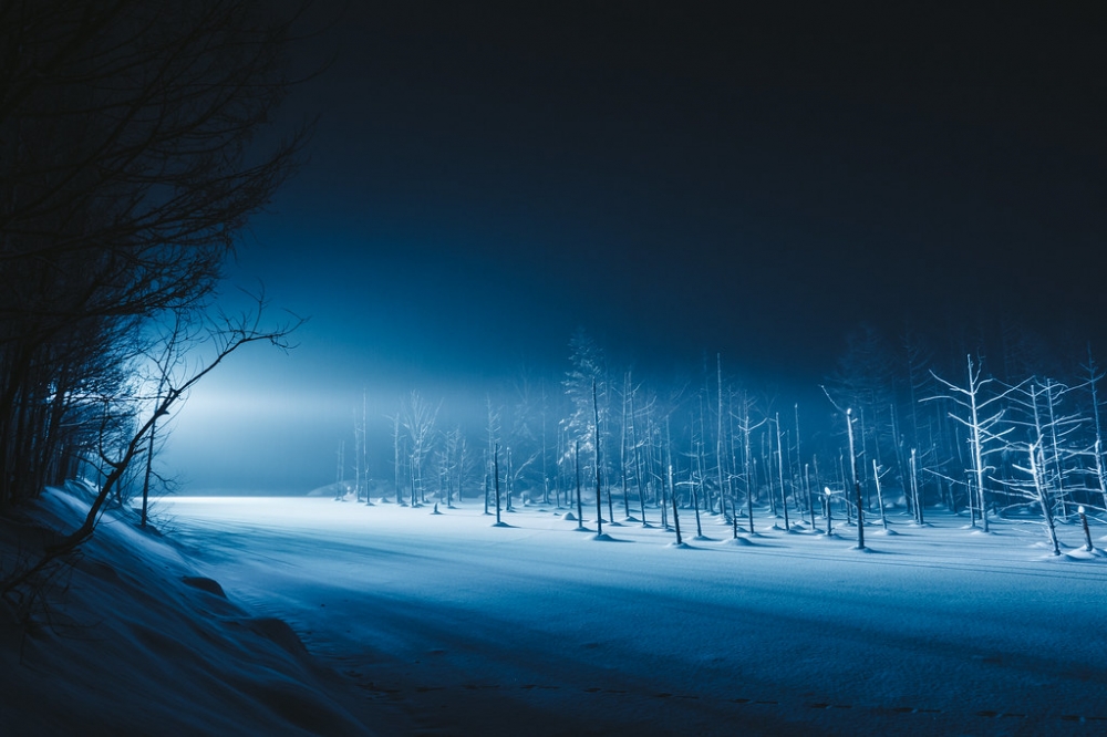 The Light, The Trees, The Shadow.