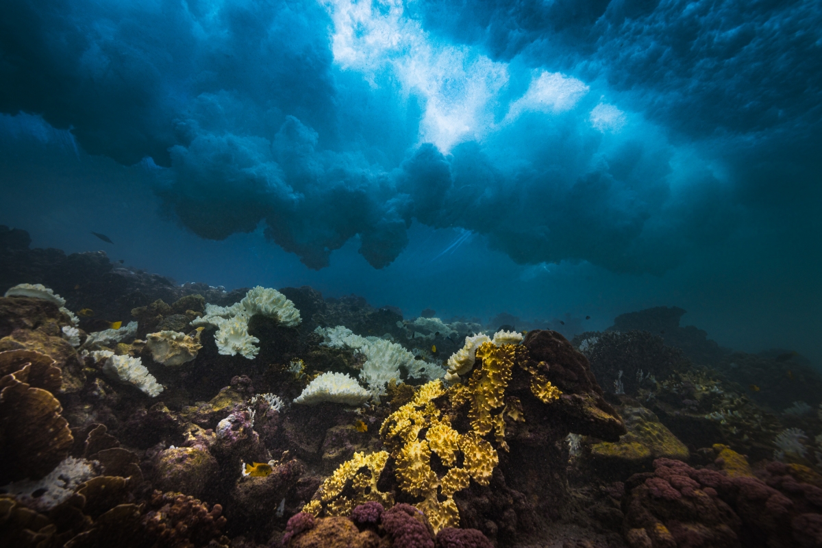 Perfect storm brewing over world's coral reefs.