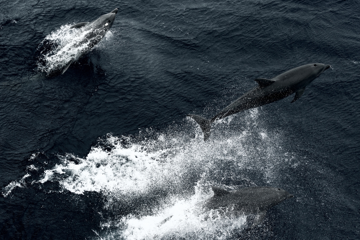 Rangiroa rockets