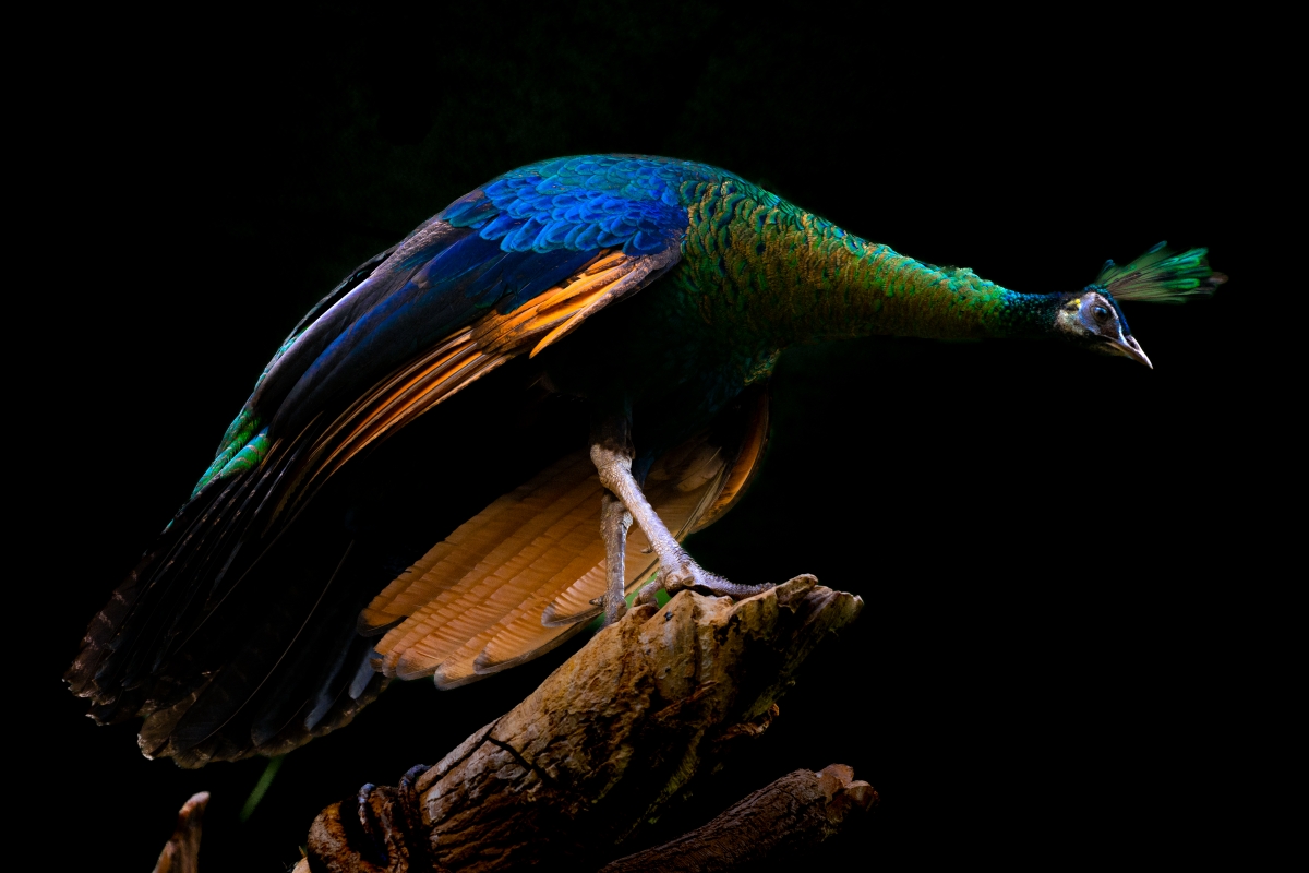 The Peacock