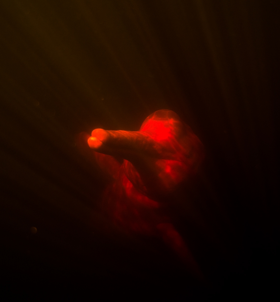 Pink Dolphin in Rio Negro