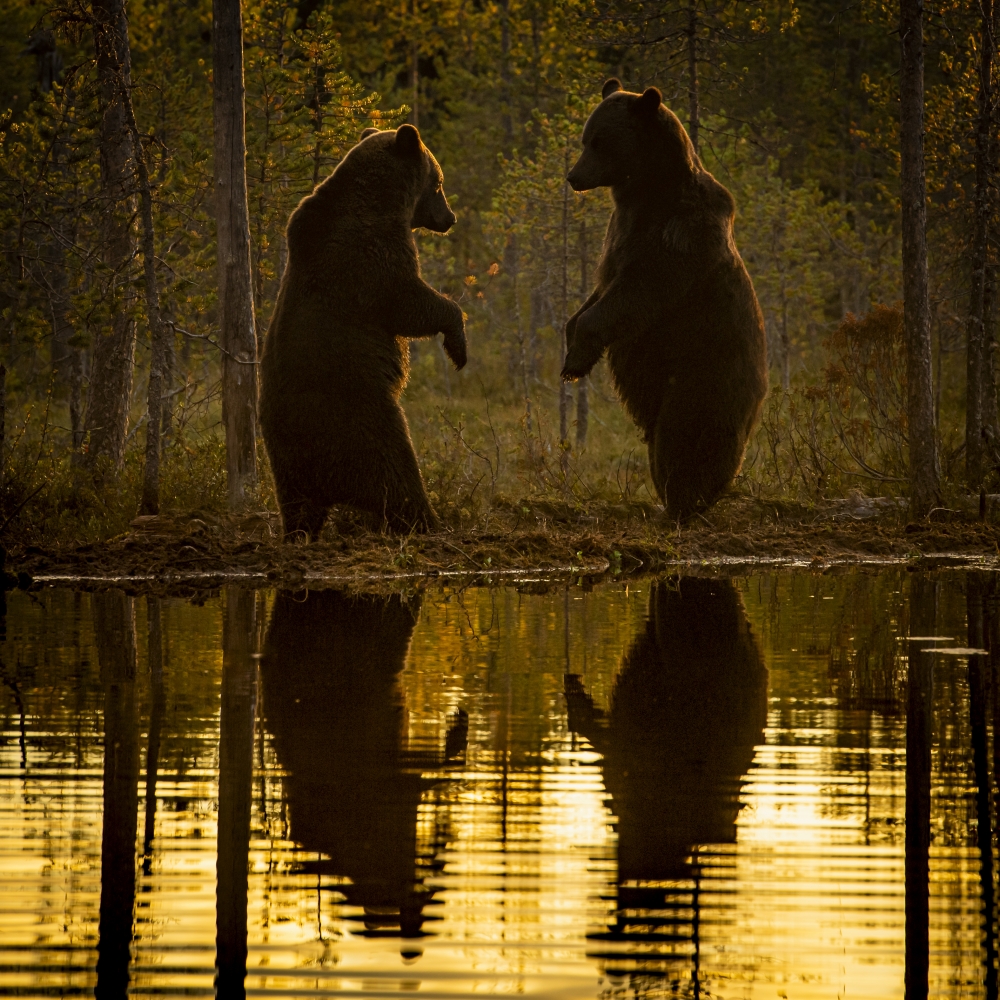 The brown bears