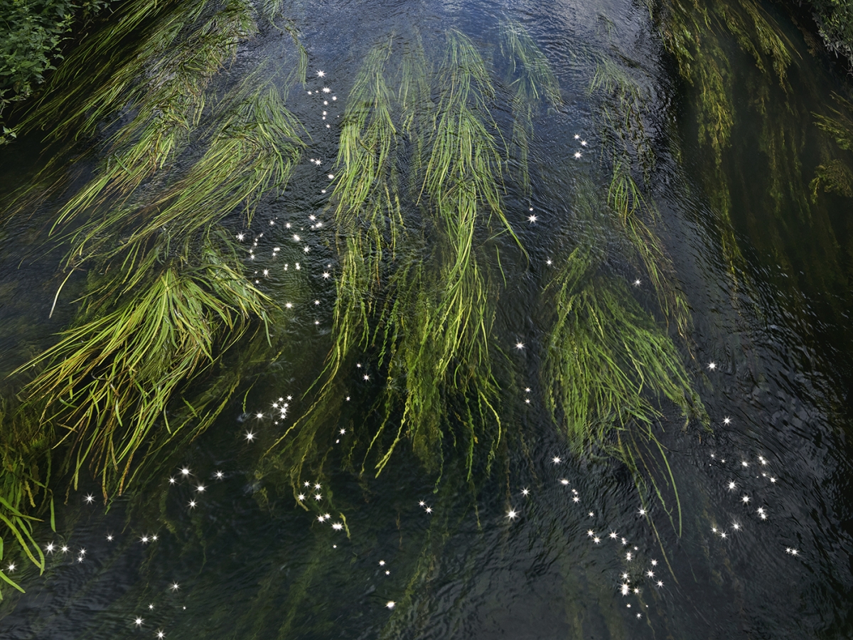 Chalk Streams 2023
