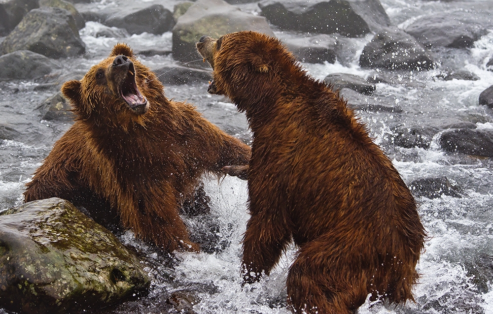 Bears of Kamchatka
