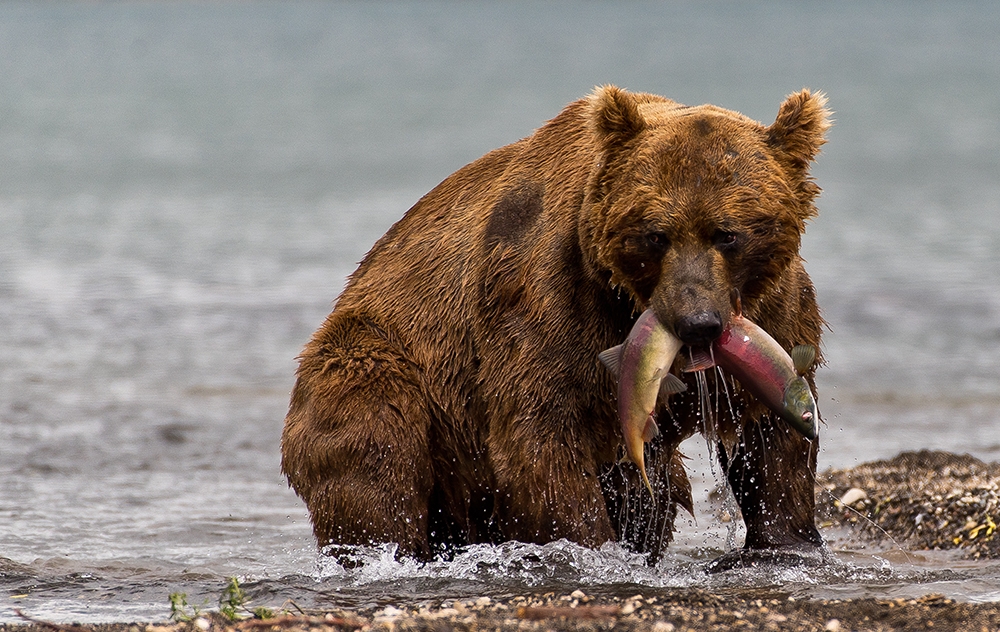 Bears of Kamchatka