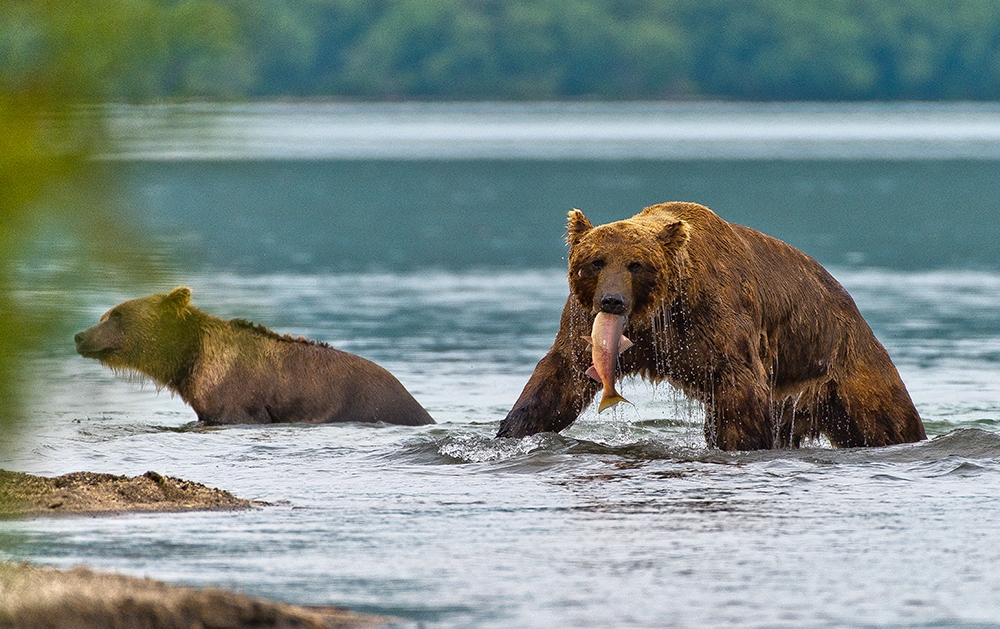 Bears of Kamchatka