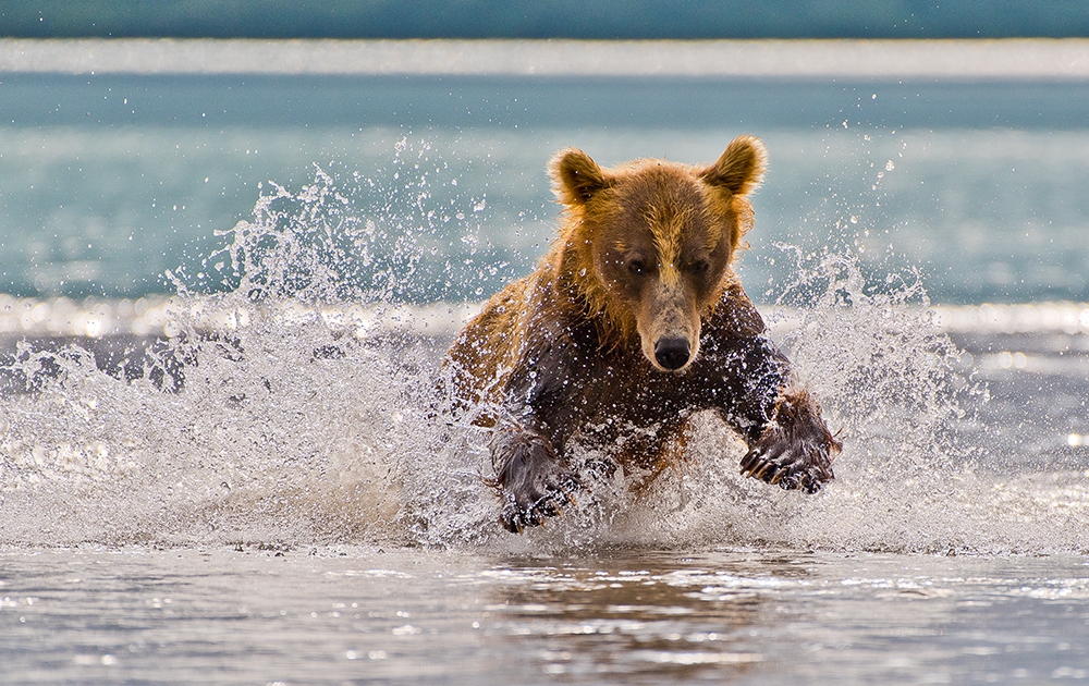 Bears of Kamchatka