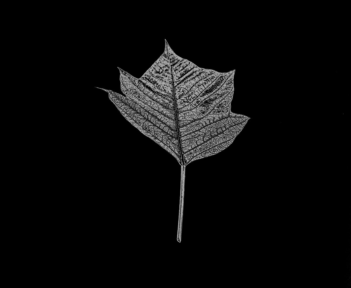 Solarized Flora