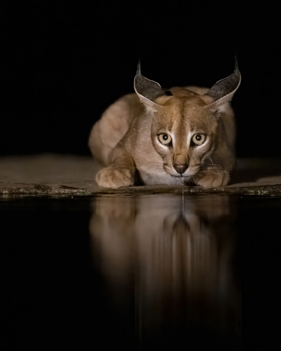 Reflections in the Night