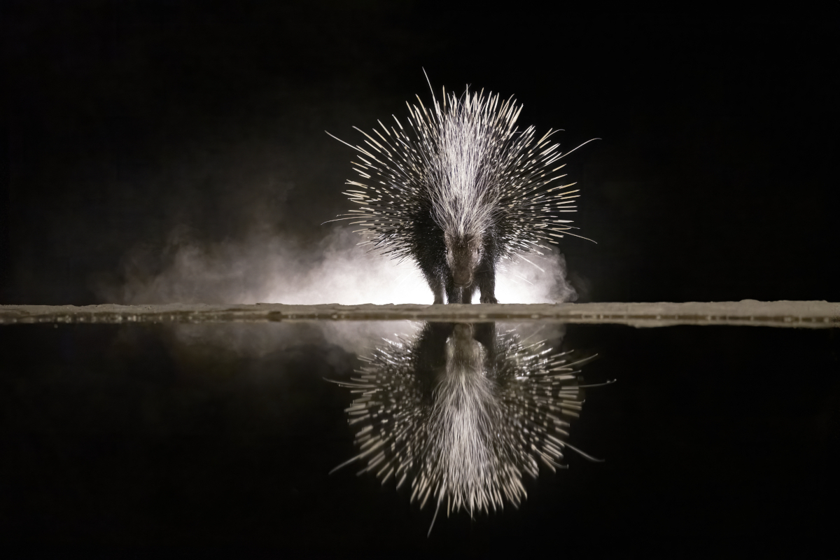 Reflections in the Night