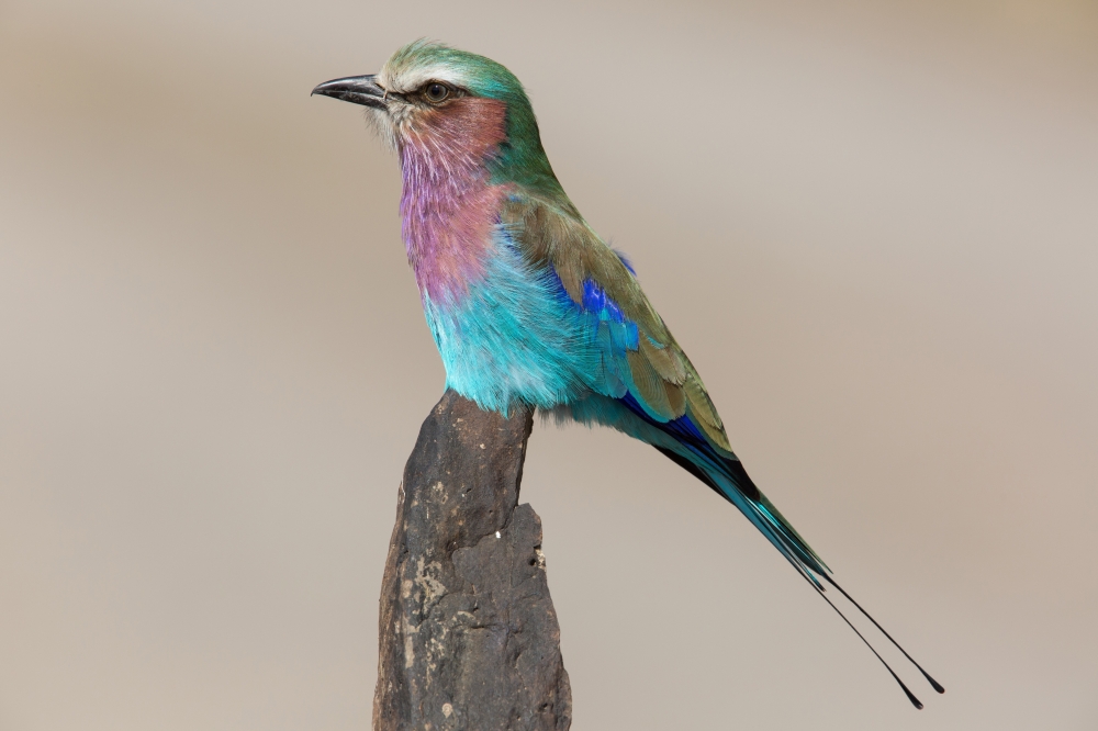 Lilac breasted roller