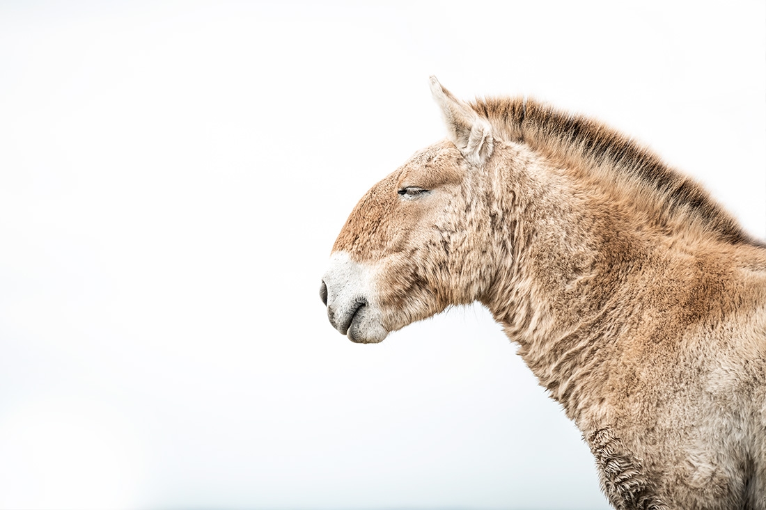 Przewalski Horses - The last primeval horses on planet