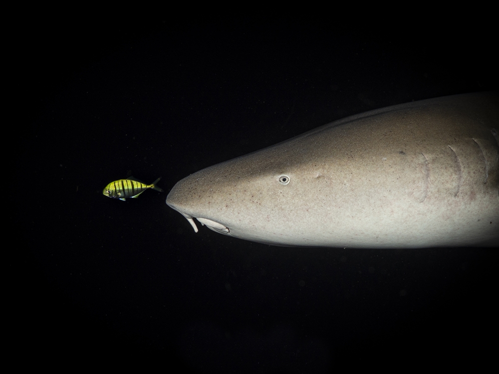 THE BIG FISH DOES NOT ALWAYS EAT THE SMALL ONE