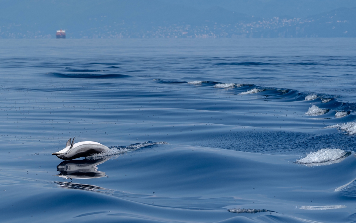 Dolphin Life