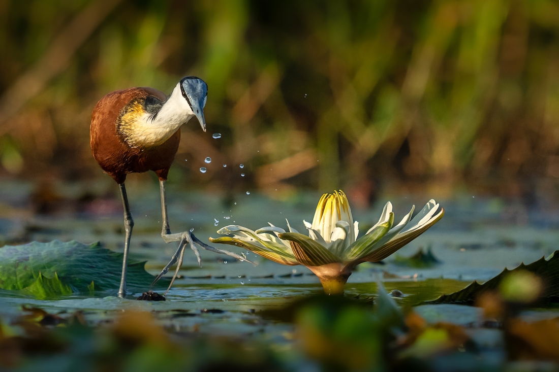 A week in the life on the Chobe