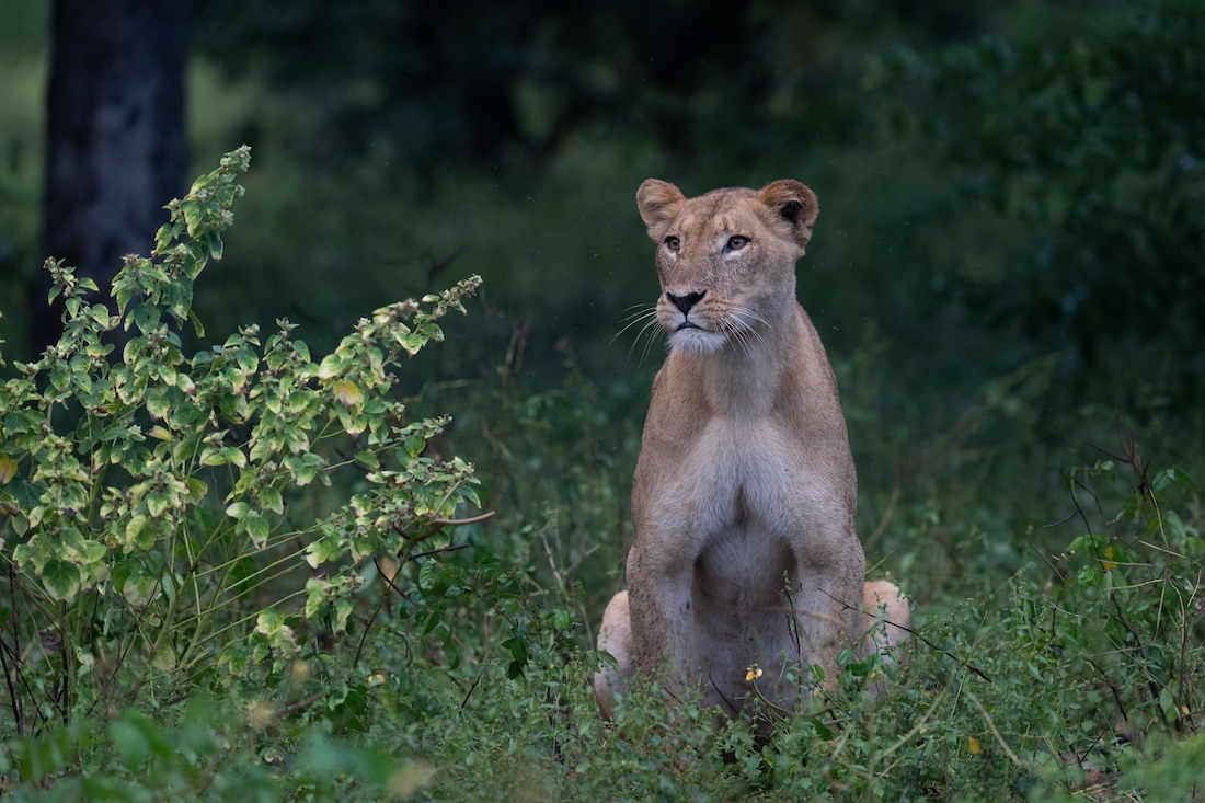 A week in the life on the Chobe