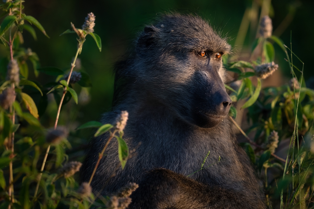 A week in the life on the Chobe