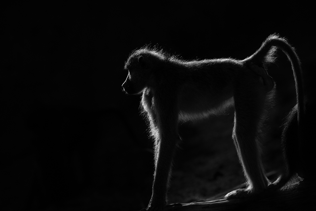 A week in the life on the Chobe