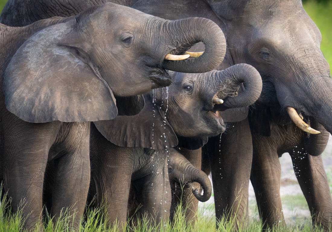 A week in the life on the Chobe