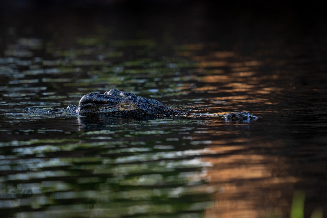 A week in the life on the Chobe