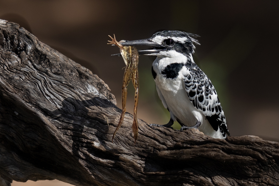 A week in the life on the Chobe