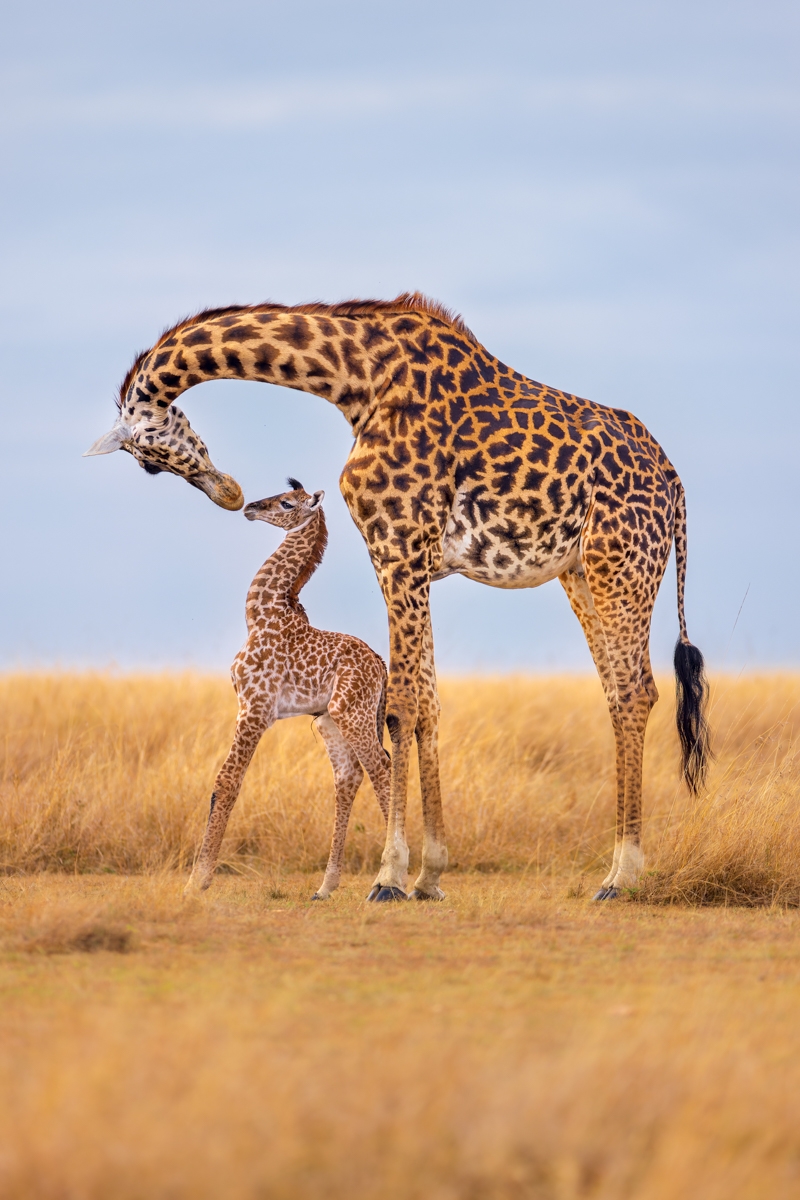 A mother's love