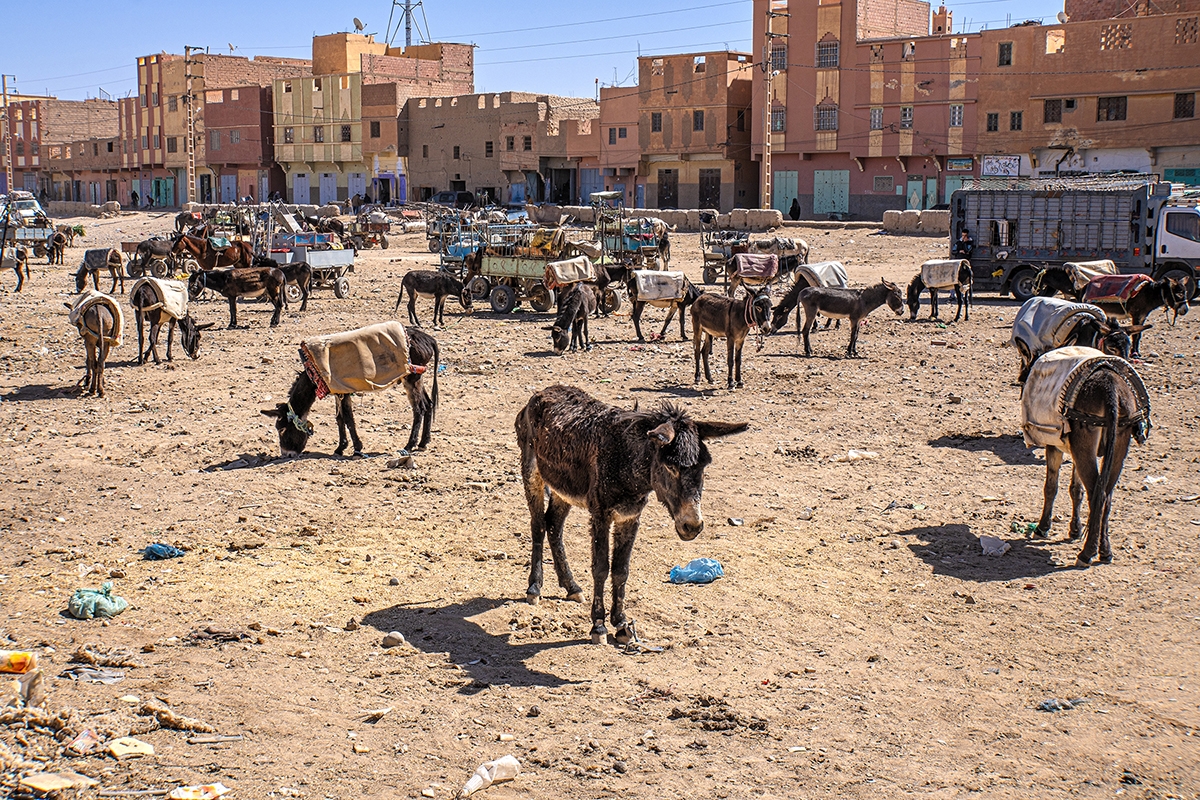Donkey Parking in Rissani