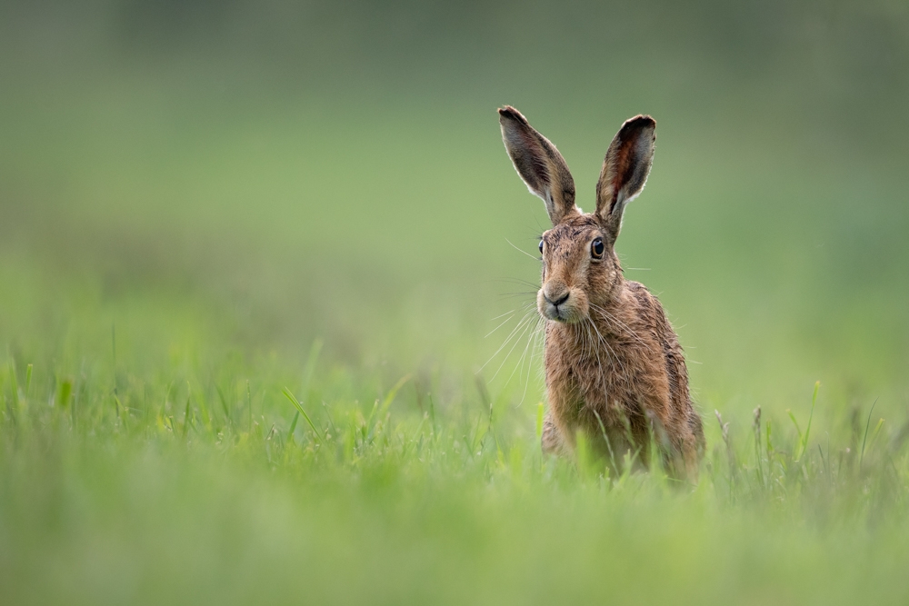 Local Wildlife-East Anglia-England