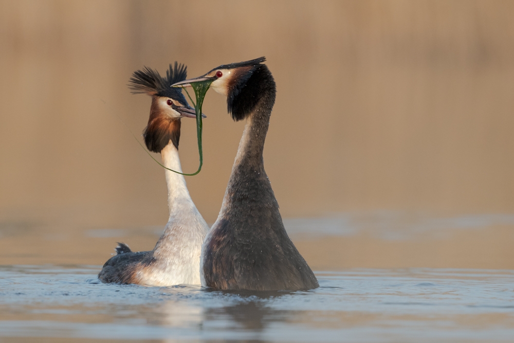 Local Wildlife-East Anglia-England