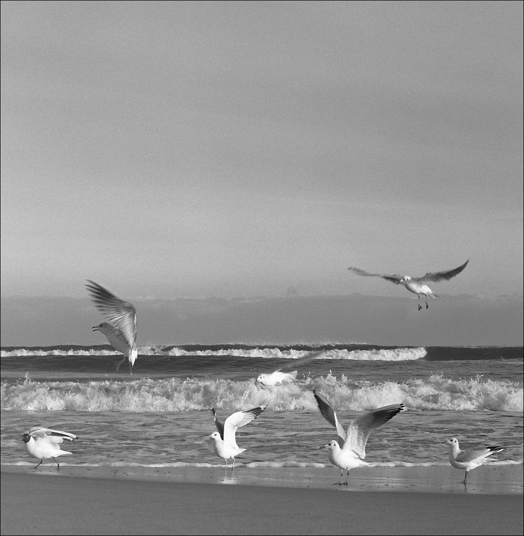 Balitc Sea