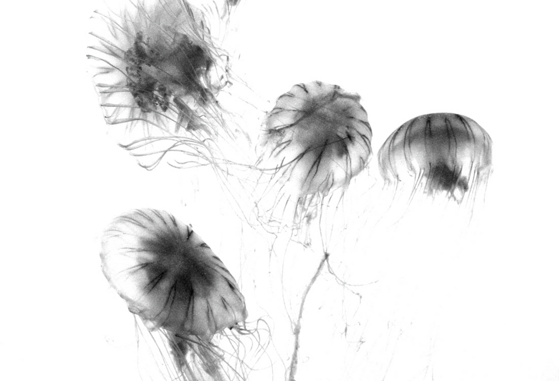 FLOWERS OF SEA