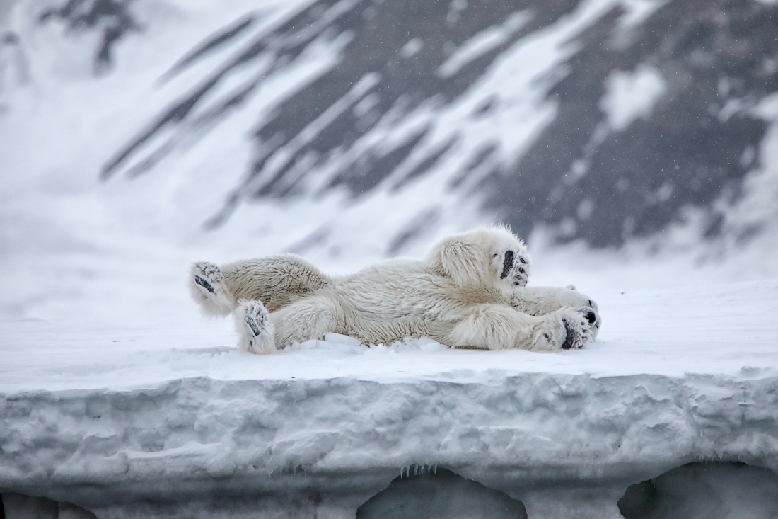 Svalbard polar bears