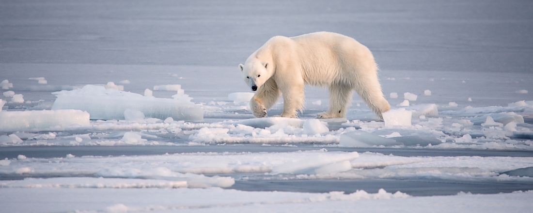 Svalbard polar bears