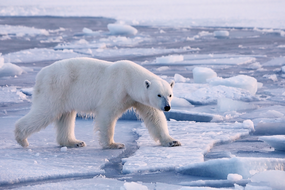 Svalbard polar bears
