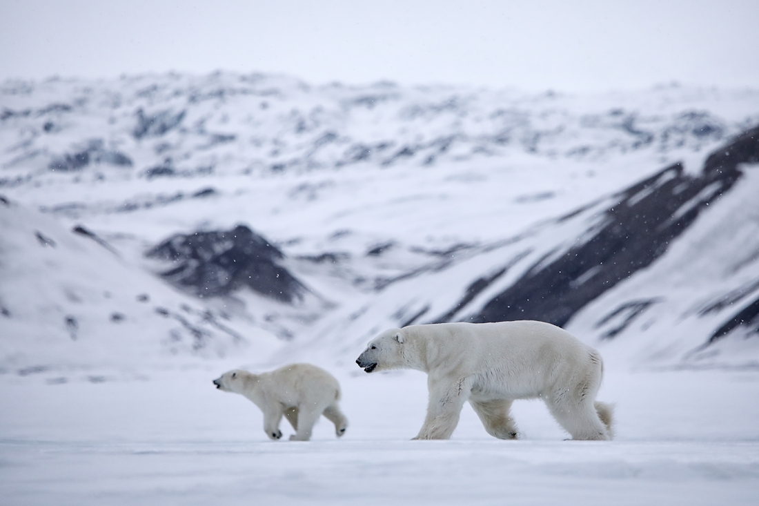 Svalbard polar bears
