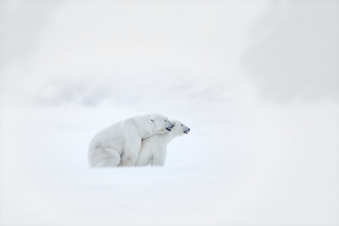 Svalbard polar bears