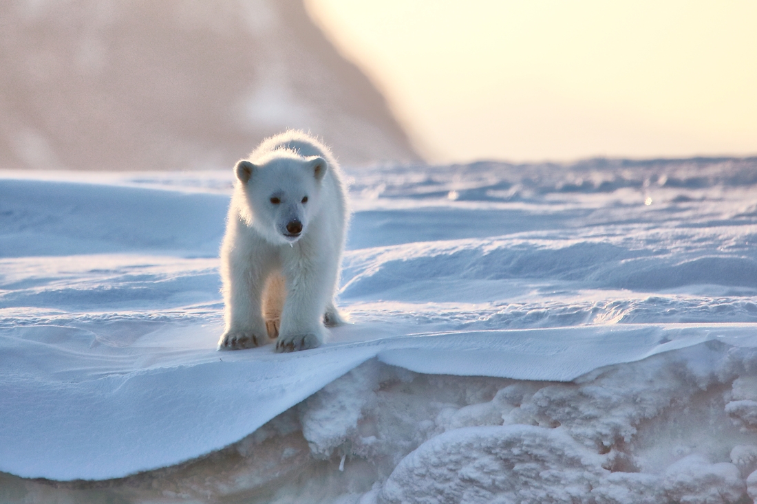 Svalbard polar bears