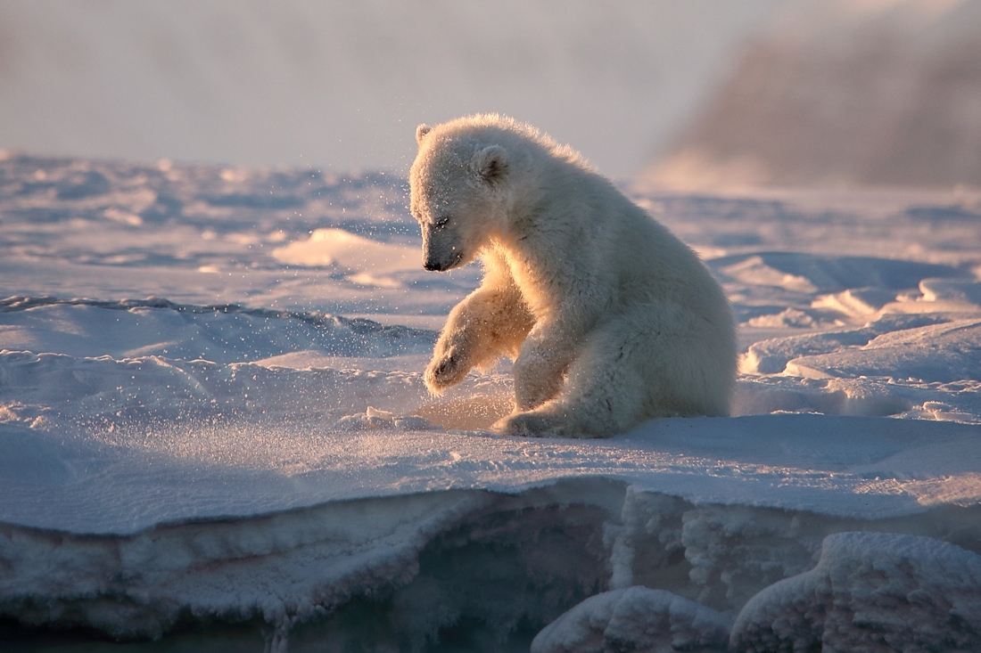 Svalbard polar bears