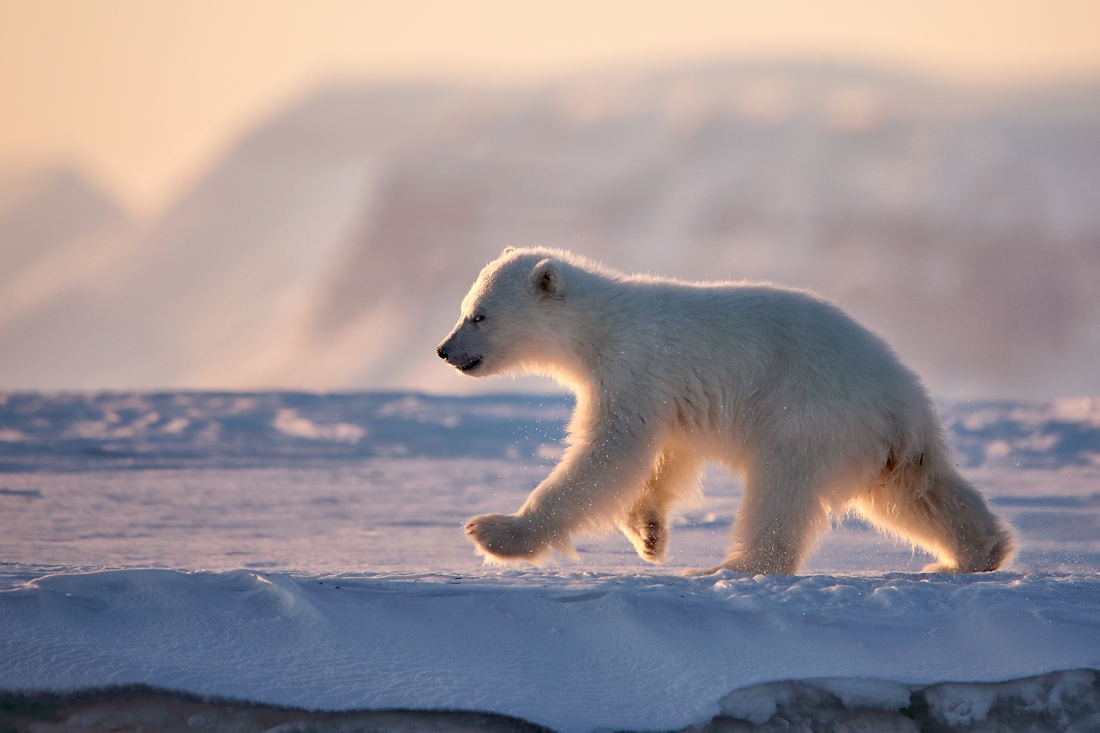 Svalbard polar bears