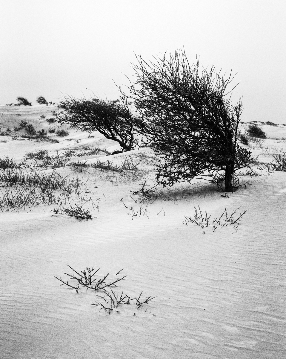 Kennemer dunes, South-Kennemerland National Park, IJmuiden aan Zee, Netherlands, March 2023