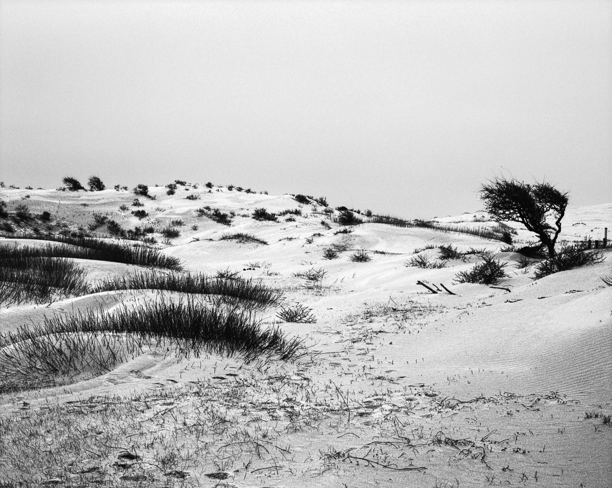 Kennemer dunes, South-Kennemerland National Park, IJmuiden aan Zee, Netherlands, March 2023