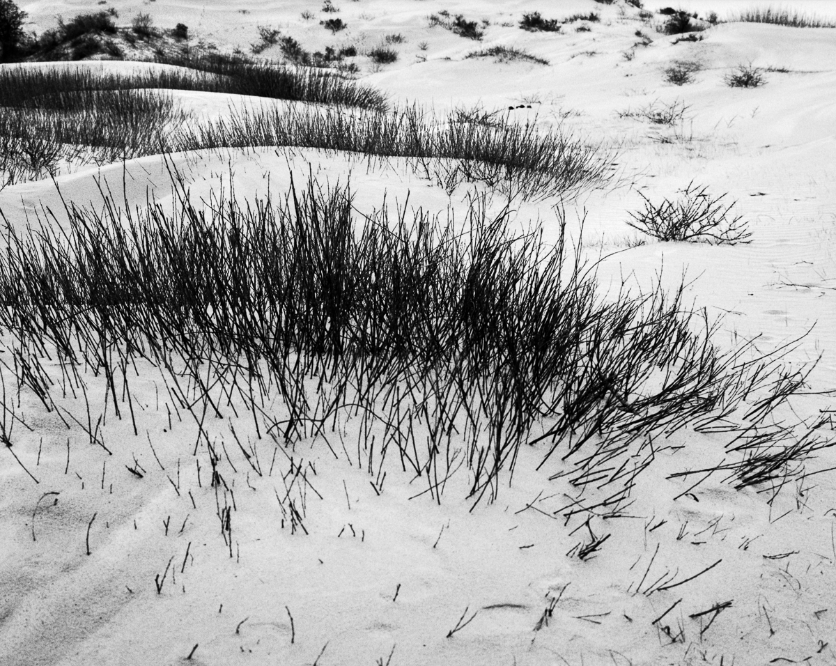 Kennemer dunes, South-Kennemerland National Park, IJmuiden aan Zee, Netherlands, March 2023