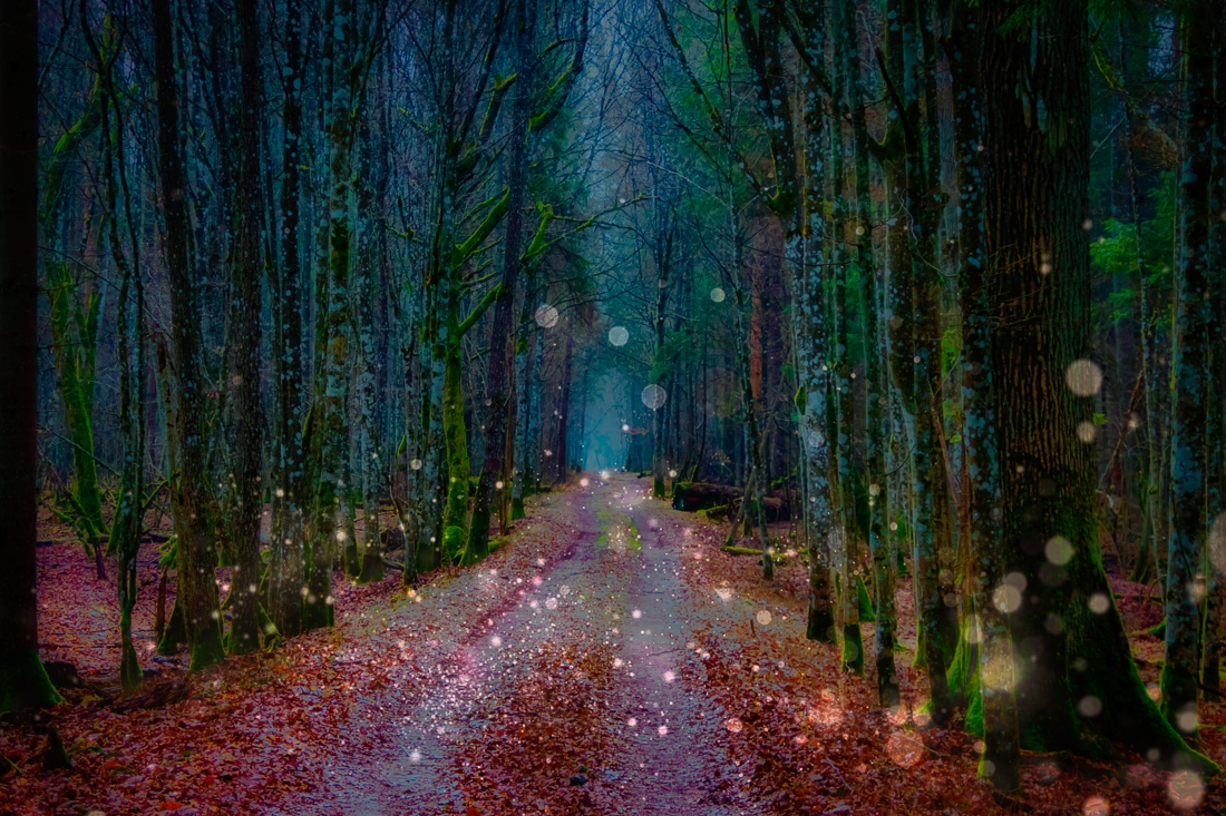 Fairy Forest