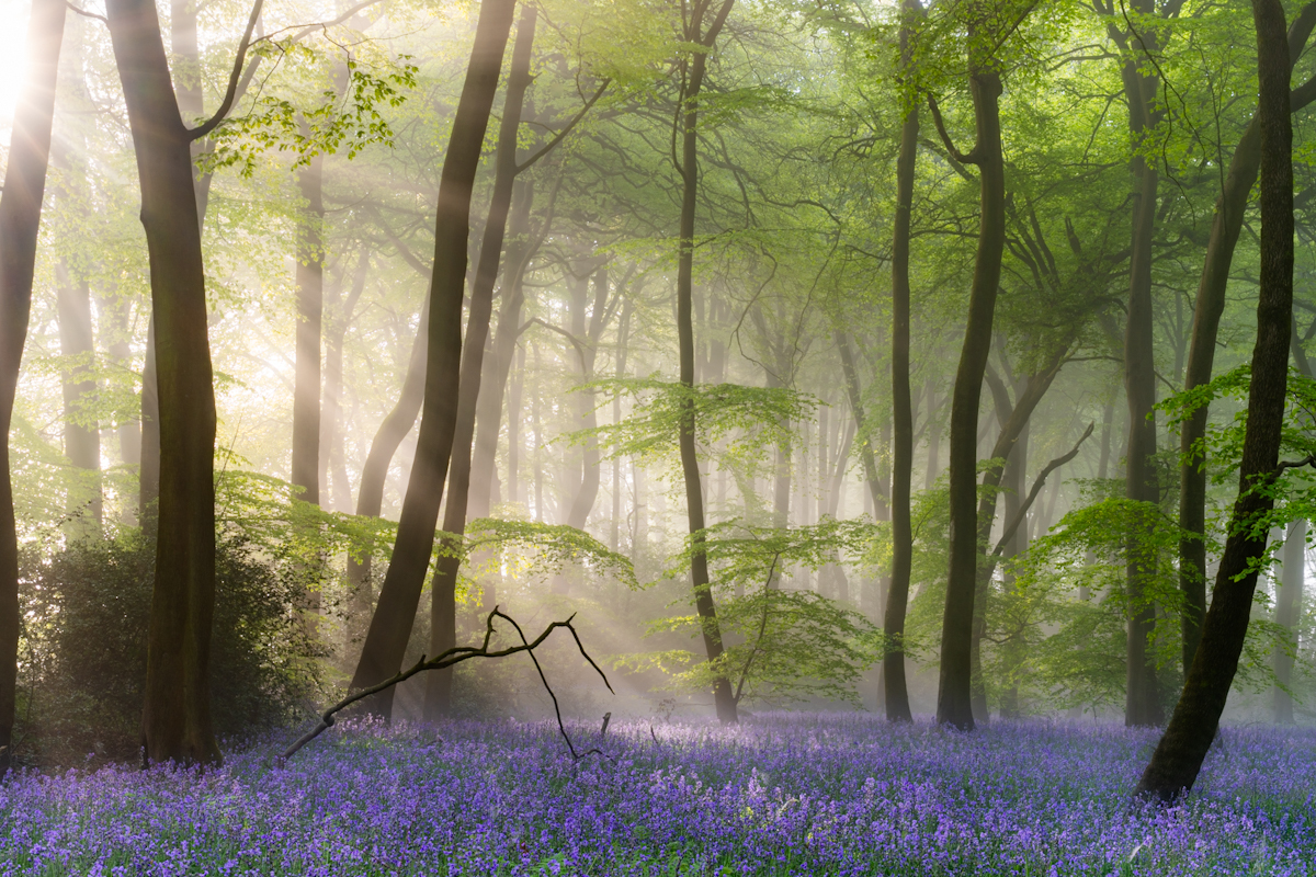 British woodland at dawn