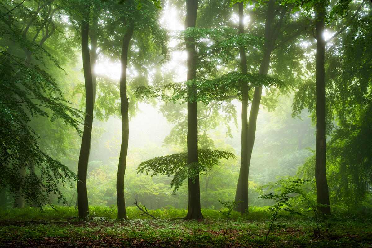 British woodland at dawn