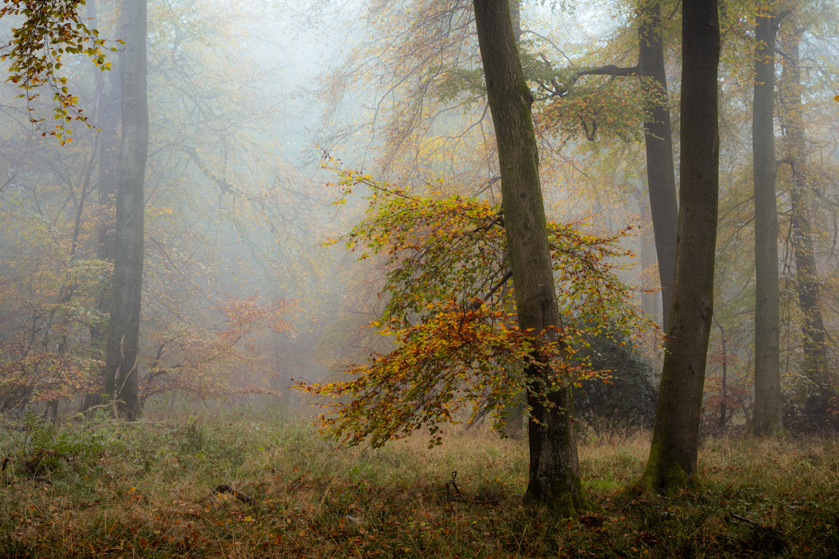 British woodland at dawn