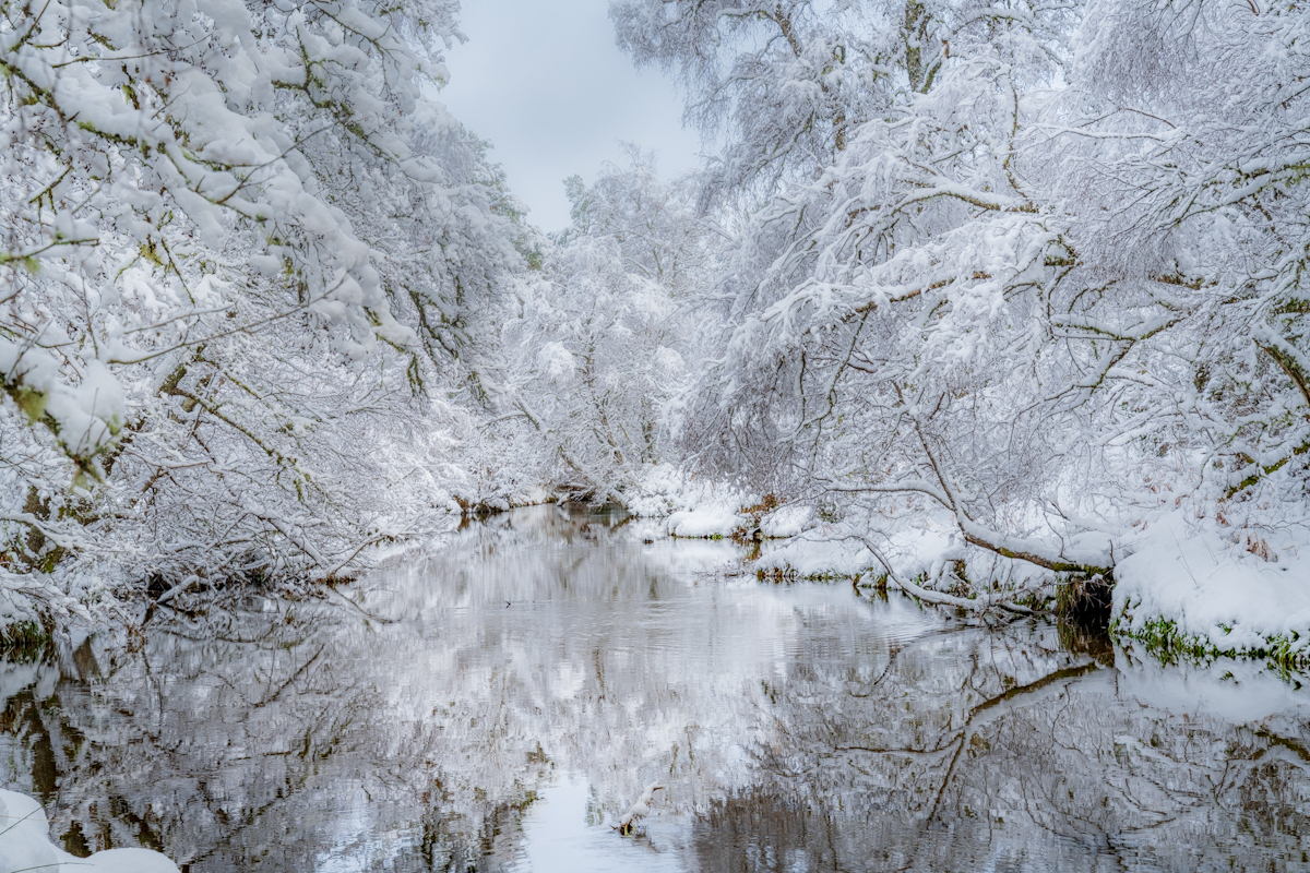 British woodland at dawn