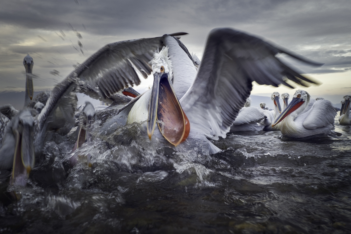 Pelicans in action