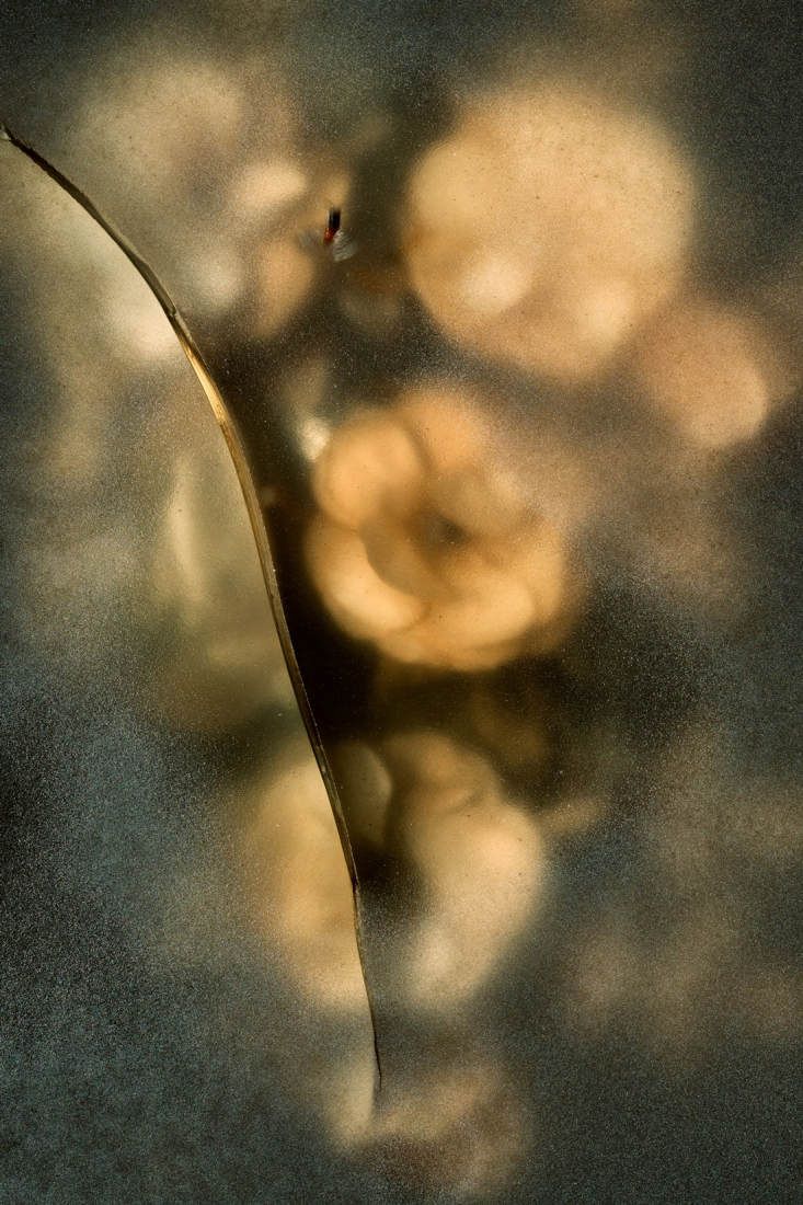 Phantom Flowers