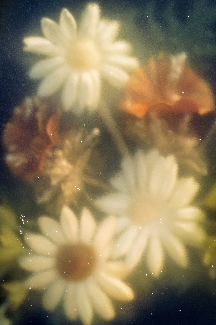 Phantom Flowers